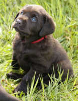 Dish female pups, day 27 October 3, 2003 Collar colors (L) to (R): Blue, Red, Pink, & Purple (28kb)