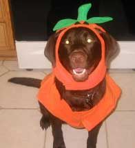 A year old chocolate female pup (in Halloween costume) from a Matlock & Yahoo previous litter. Merganser's Maggie is owned by Kevin Roche, CA