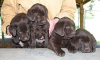 Matlock/Yahoo male pups, day 44, from a previous litter (36kb)