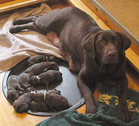 Yahoo and pups, day 1 February 28, 2003 (42kb)