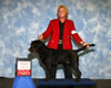 Abe achieving an International Show Champion title in October 2007. Abe was shown by professional handler, Cindy Meyer, Rocking M Retrievers, Spanaway, WA, (www.rockingmlabs.com)