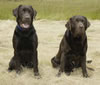 Abe (age 17 months) with his sire Bentley (age 8 years) June 2004