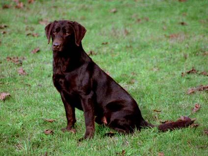 Matlock (age 18 months)