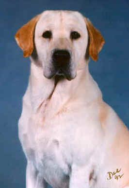 Ch. Trini T's Arnie, 1992 Best of Breed at Westminster-Sire of Merganser's Classic Matlock