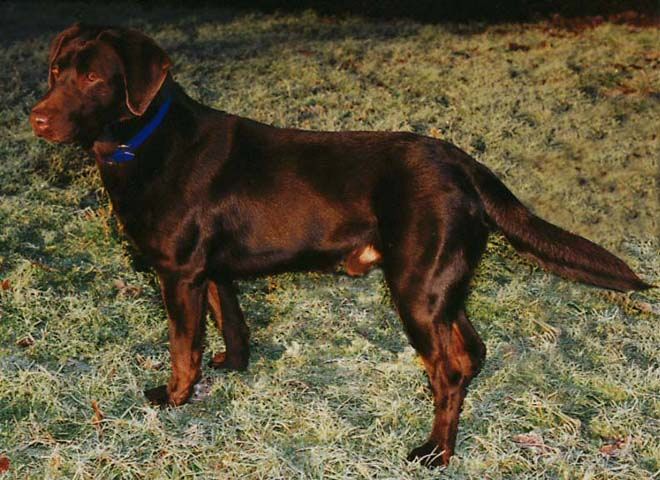 Truluck's Camp Town Lady JH Dam of Merganser's Classic Matlock