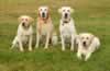 Merganser's Hacker MH, WC, CGC, age 7, (2nd from left) with daughter Merganser's Ruby, son Merganser's Yellow Jersey (Floyd), and son Merganser's Live Strong (Lance). Hacker's pups are 15 months old. Their dam is Abbigail owned by Daniel and Amy Beck. August 2007.