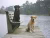 Merganser's Radar O'Reilly MH, WC and Merganser's Hacker MH, WC, CGC Thomasville, Georgia November 2003