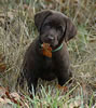 Radar X Merganser's Special Delivery daughter age 7 weeks.