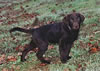 Merganser's Radar O'Reilly MH, WC age 3 months (Merganser's Classic Matlock X Merganser's Hot Lips Hulahan SH)