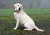 Warden Abbigail (Ruby's dam), age 7, November 2008