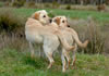 Ruby (R) with her brother, Lance (L), both age 1. March 2008.