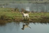 Ruby, age 1, November 2007