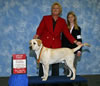 Floyd achieving his International Show Champion title in October 2007. Floyd was shown by professional handler, Cindy Meyer, Rocking M Retrievers, Spanaway, WA, (www.rockingmlabs.com).