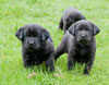 Google's three black females. Collar colors L to R - Red, Purple, & Pink in back. Day 28. February 25, 2010