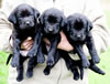 Google's three black females. Collar colors L to R - Purple, Pink, & Red. Day 28. February 25, 2010