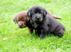 Google's Chocolate female & Black male. Day 28. February 25, 2010