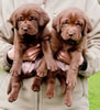 Google's Chocolate males. Collar colors L to R - Green & Blue. Day 28. February 25, 2010