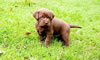 Google's Green collar chocolate male. Day 28. February 25, 2010