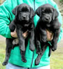 Pirate/Google Black females, Red & Purple collars, Day 45. March 14, 2010