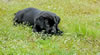 Pirate/Google Black female, Red collar, Day 45. March 14, 2010