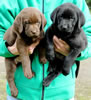 Pirate/Google Chocolate female & Black male, Day 45. March 14, 2010