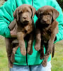 Pirate/Google Chocolate males, Blue & Green collars, Day 45. March 14, 2010