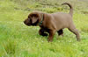 Pirate/Google Chocolate male, Green collar, Day 45. March 14, 2010