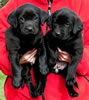 Pirate/Google Black females, Purple & Pink collars, Day 36, March 5, 2010