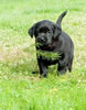 Pirate/Google Black female, Red collar, Day 36, March 5, 2010