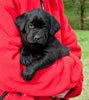 Pirate/Google Black female, Red collar, Day 36, March 5, 2010