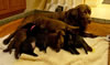 Google and pups, Day 23. February 20, 2010