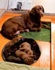 Google and pups, Day 12. February 9, 2010