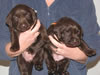 Radar/Abigail pups