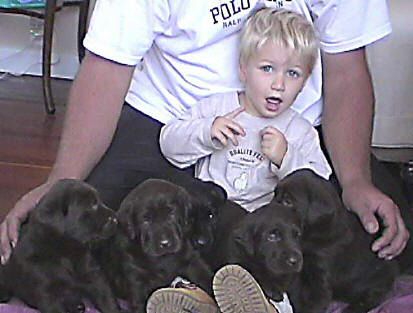 Griffin Lavigne, age 21 months. Radar/KD pups, age 3 weeks.