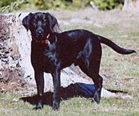 Seven month old black male from a previous Radar/KD litter. Merganser's Gunner is owned by Mike and Val Blanck, Roseburg, OR (20kb)