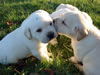 Reveille x Cabela pups, age 3 weeks