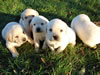 Reveille x Cabela pups, age 3 weeks