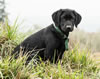 Registered Labrador Retriever Male For Sale