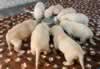 Torque x Opal pups, Day 30. October 29, 2013