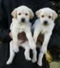 Opal male pups, November 10, 2013, Day 42. Collar colors Orange & Black