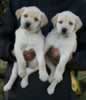 Opal female pups, November 10, 2013, Day 42. Collar colors Pink & Green Print