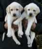 Opal male pups, November 10, 2013, Day 42. Collar colors Purple & Green