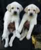 Opal male pups, November 10, 2013, Day 42. Collar colors Red & Blue