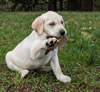 AFC Hawkeye's Viking x Int/Nat CH Merganser's Opal JH, WC pups, Day 42. October 28, 2014