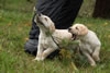 AFC Hawkeye's Viking x Int/Nat CH Merganser's Opal JH, WC pups, Day 42. October 28, 2014