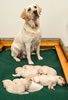 Opal and pups, Day 16. October 2, 2014