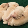 Opal pups, day 8. September 24, 2014