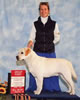Am GRCH-CH/Int CH Breton Gate Phoenix JH, CGC, WC competing in the show ring
