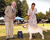 GCH-Int CH Breton Gate Phoenix JH, CGC obtaining his AKC Grand Champion title, 2011