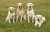 L to R - Int CH Merganser's Ruby JH, WC (Gema's Aunt), Merganser's Hacker MH, WC (Gema's Grandfather), Int CH Merganser's Live Strong SH, WC (Gema's Sire), and Int CH Merganser's Yellow Jersey SH, WC (Gema's Uncle). August 2007